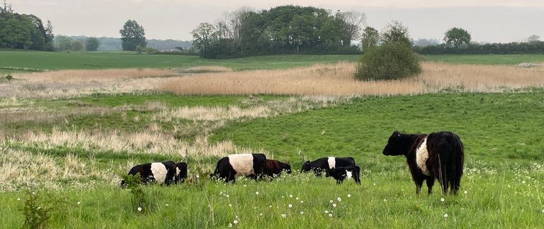 Kreaturer ved Målundegård Engsø