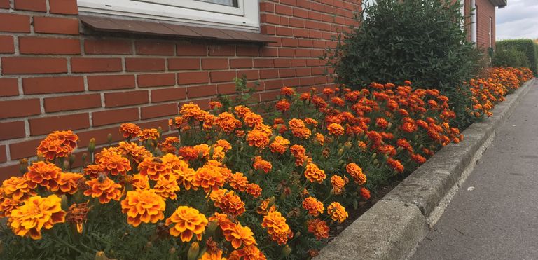 Blomster ved forsamlingshuset