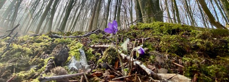 Anemoner i Stenskoven